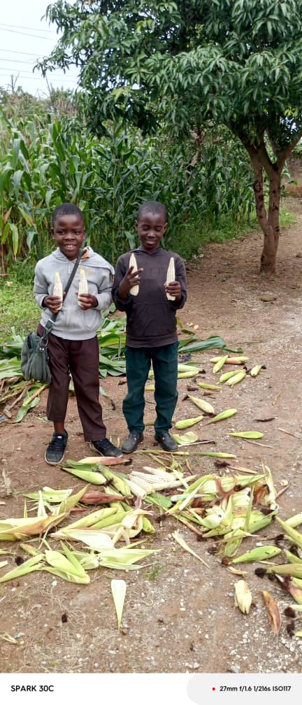 Boys with maize harvest