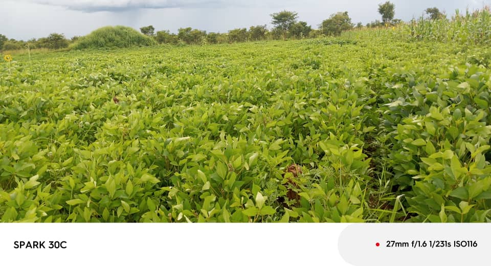 Intercropping field